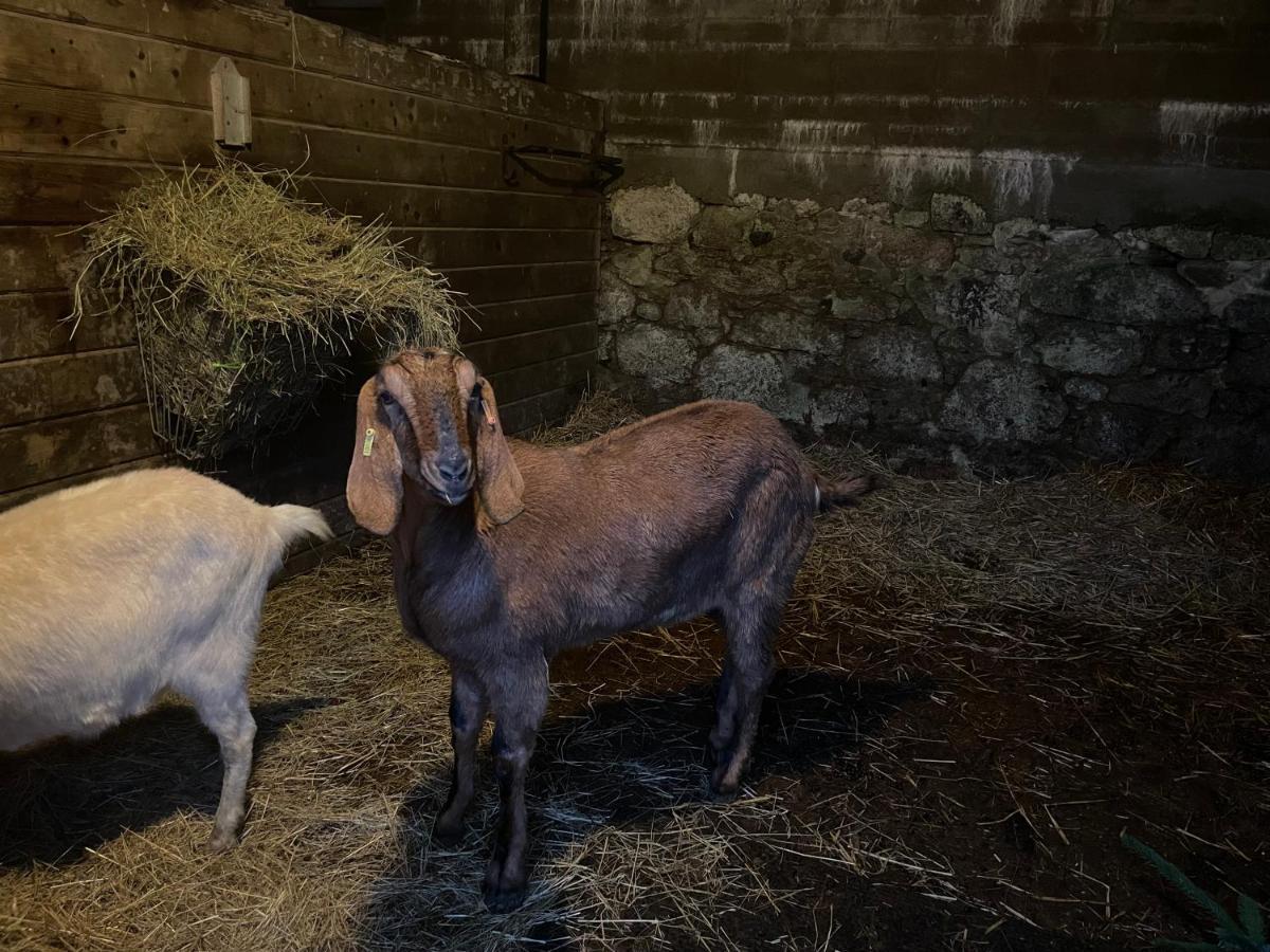 Hotel Tor Royal Farm Princetown Zewnętrze zdjęcie